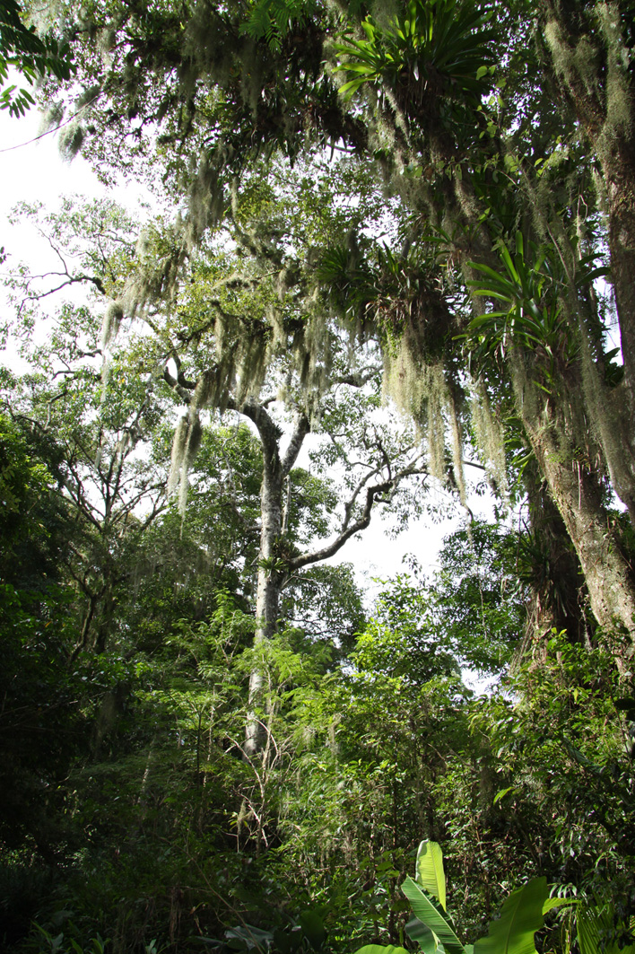Beeindruckende Baumriesen