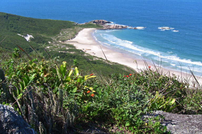 Blick von oben auf einen breiten Sandstrand mit Pflanzen im Vordergrund
