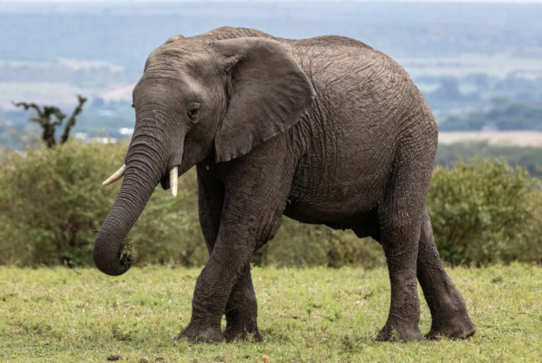 Elefant auf einer Wiese in der Masai Mara
