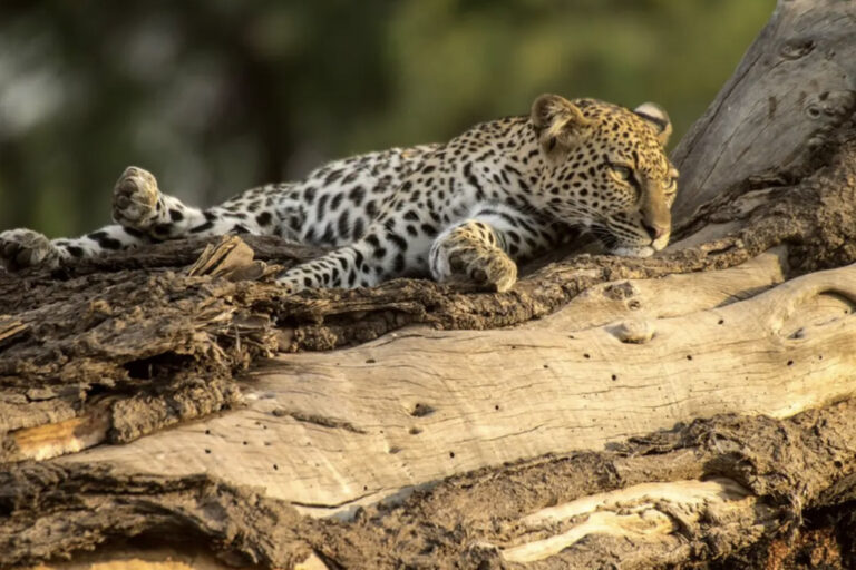 Leopard auf einem Baum