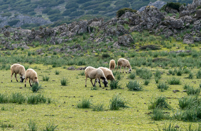 Schafe grasen im Fash-Lamhar-Plateau
