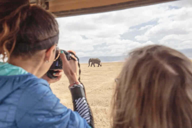 Reisende fotografiert Elefant aus dem Safarifahrzeug heraus