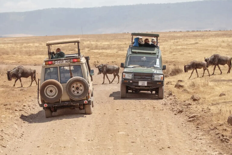 Gnus zwischen Safarifahrzeugen im Ngorongoro Krateri