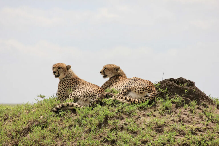 Zwei Geparden in der Serengeti