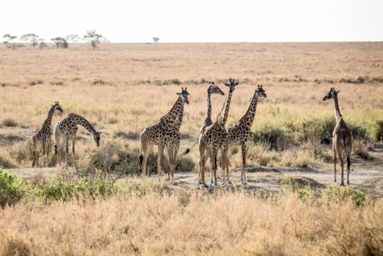Giraffen in der Serengeti