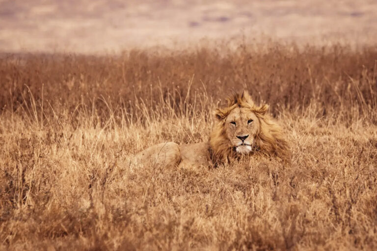 Ein Löwe gut getarnt im hohen Gras