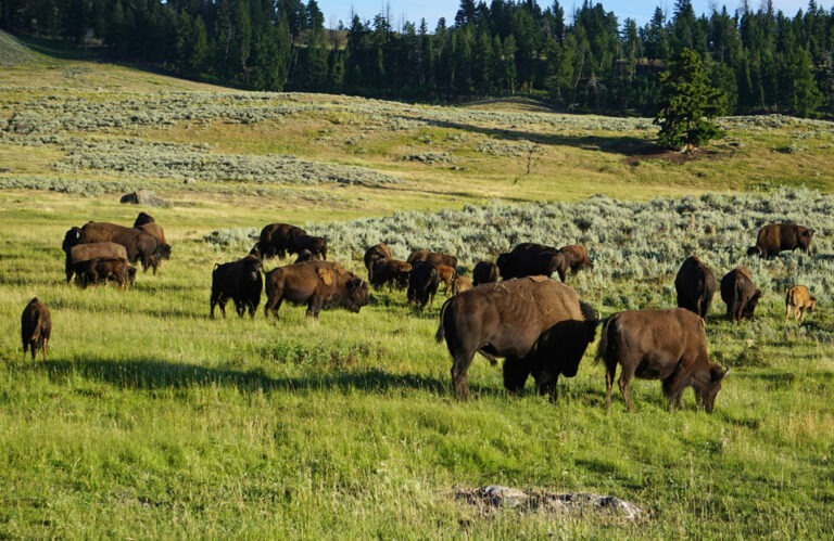 Bisons im Lamar Valley