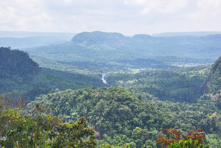 Blick auf den Dschugel mit einem Fluss in der Mitte