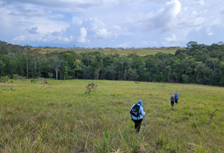 Wanderer überqueren eine Wiese, Dschungel im Hintergrund