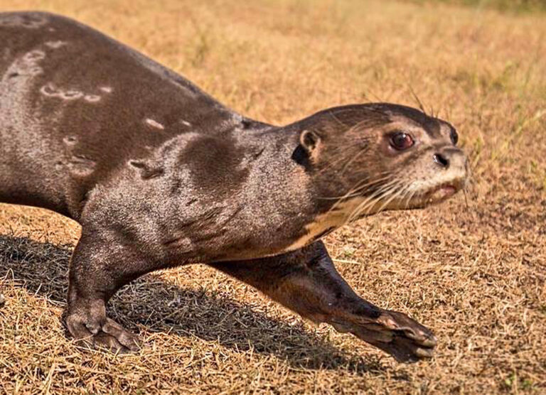 Risenotter läuft über Gras