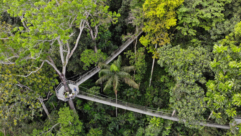Iwokrama Baumwipfelpfad von oben