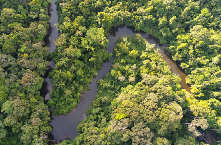 Fluss im Dschungel aus der Vogelperspektive