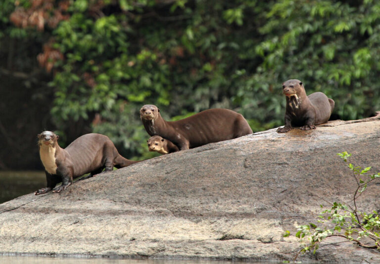 Eine Gruppe Riesenotter