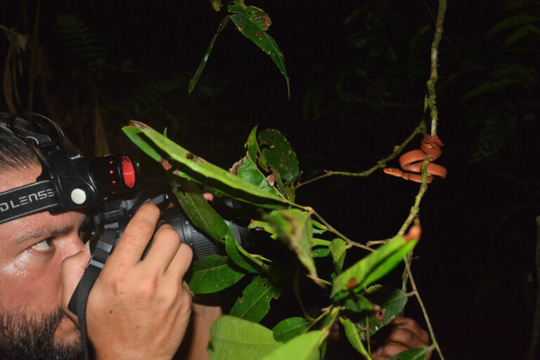 Fotograf fotografiert Minischlange
