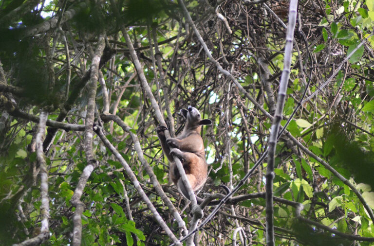 Ein Tamandua kraxelt durch die Bäume