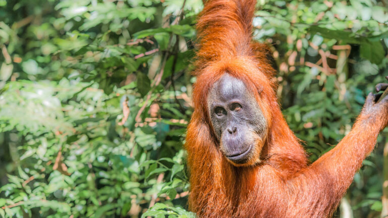 Am Baum hängender Orang-Utan