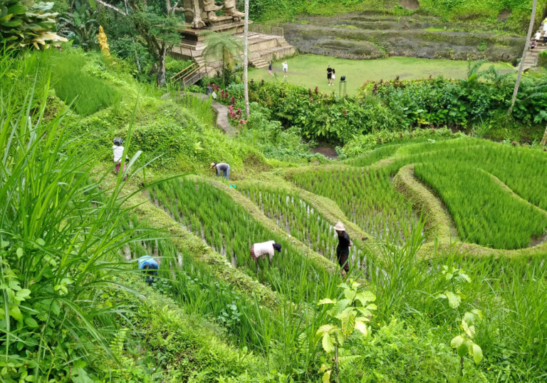 Schier unendliche Reisterrassen
