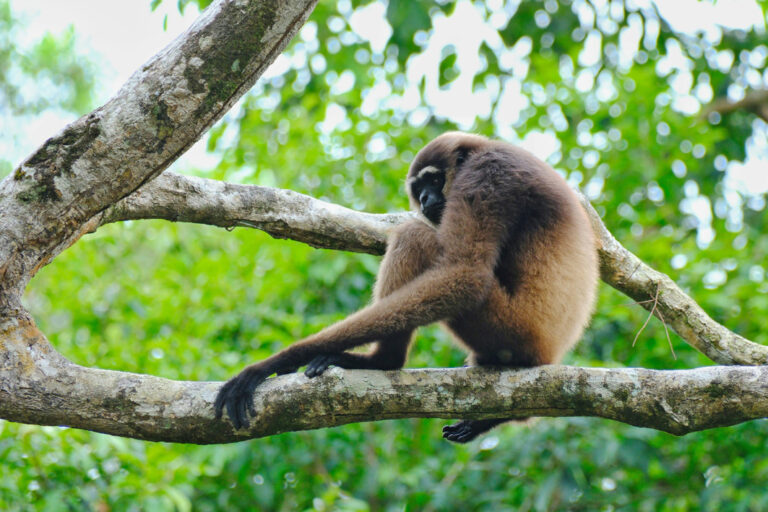 Ein Gibbon beobachtet das Geschehen