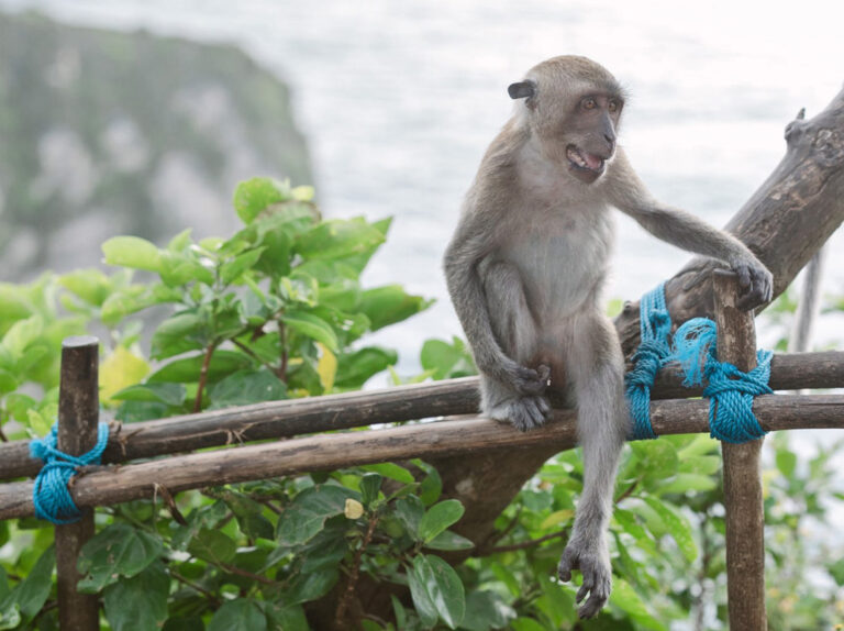 Der Affe genießt ebenfalls die Aussicht