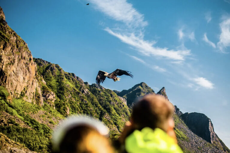 Seeadler kreisen über dem Fjord