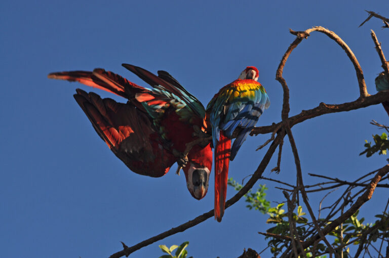 Bunte Aras turnen in den Bäumen