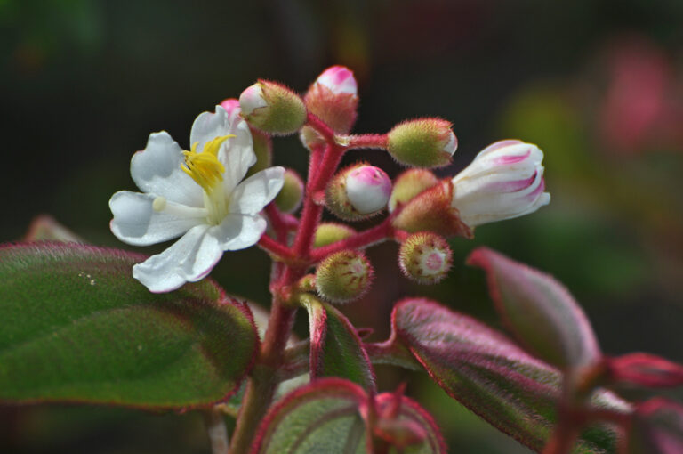 Pflanze mit einer aufgegangenen weißen Blüte