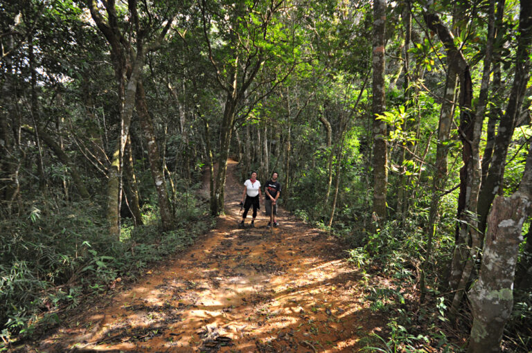 Zwei Wanderer zwischen Bäumen auf Wanderweg