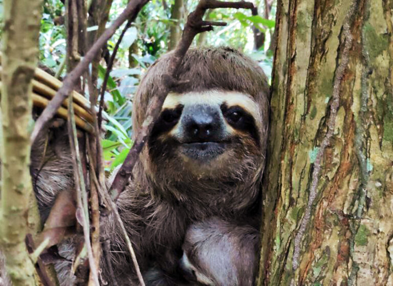 Sanftmütiges Faultier