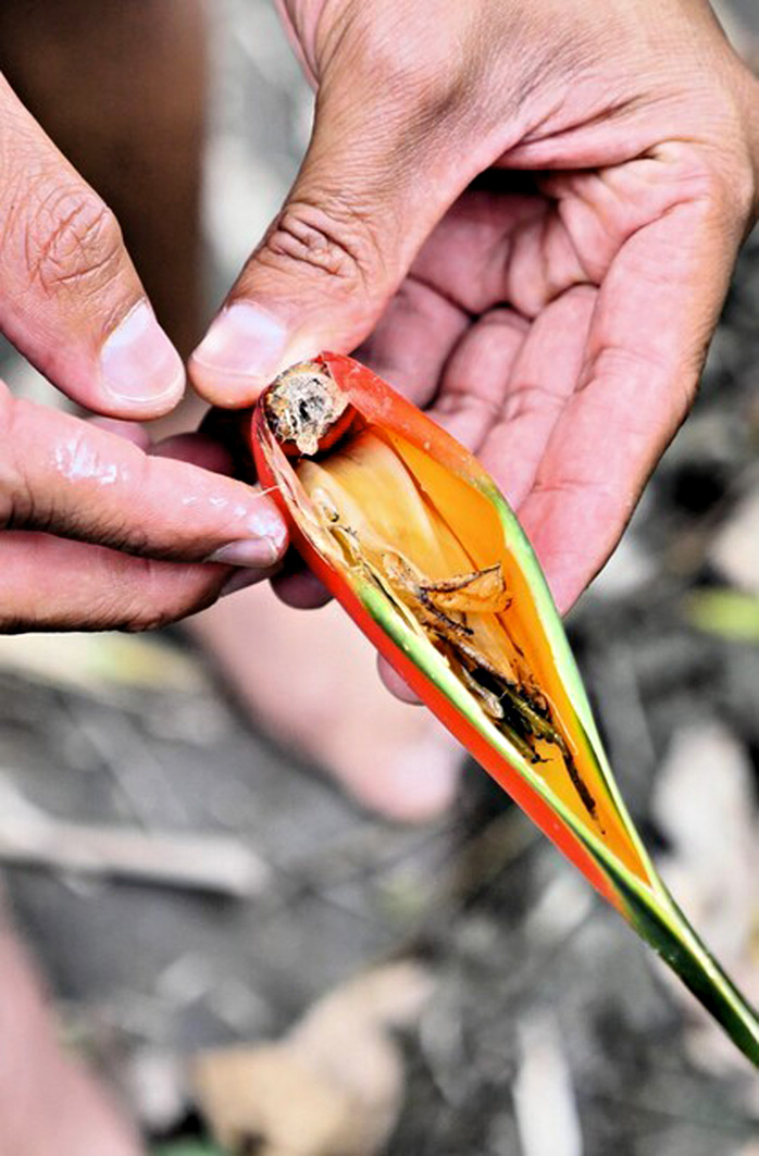 Geöffnete Frucht der Heliconia hirsuta Pflanze