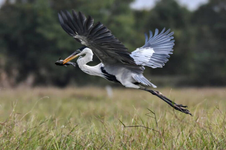 Cocoireiher mit Fisch im Schnabel