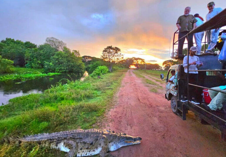 Krokodil neben Safaritruck bei Sonnenuntergang in den Llanos