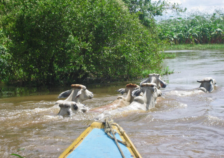 Kühe vor Bootspitze in einem Fluss in Venezuela