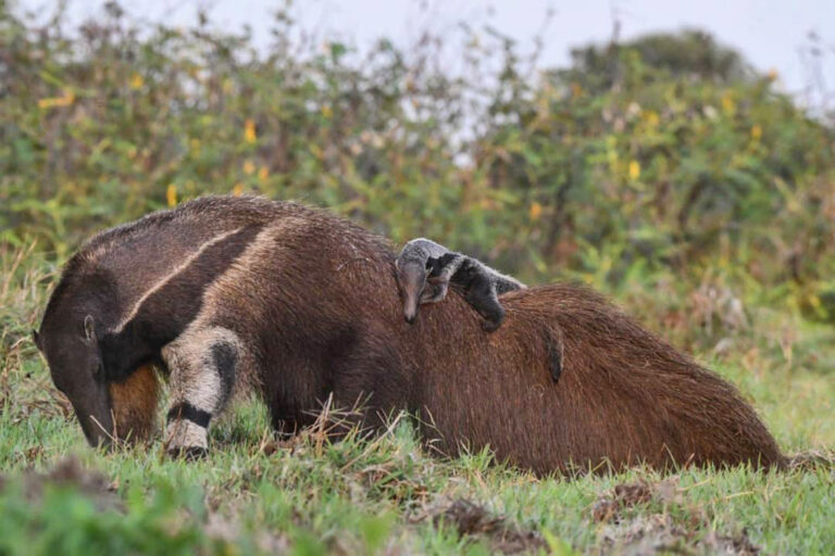 Ameisenbär mit Nachwuchs