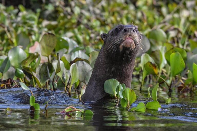 Ein Riesenotter steckt den Kopf zwischen Seerosen aus dem Wasser