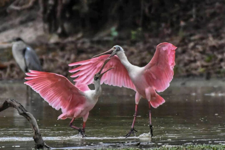 Zwei Rosalöffler mit geöffneten Schnäbeln und ausgestreckten Flügeln