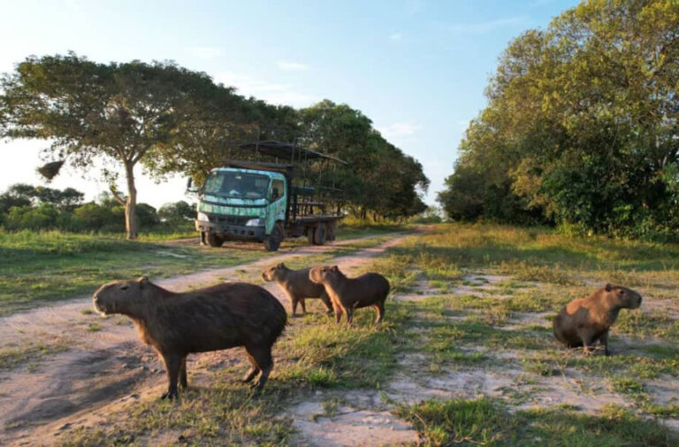 Wasserschweine vor Safaritruck