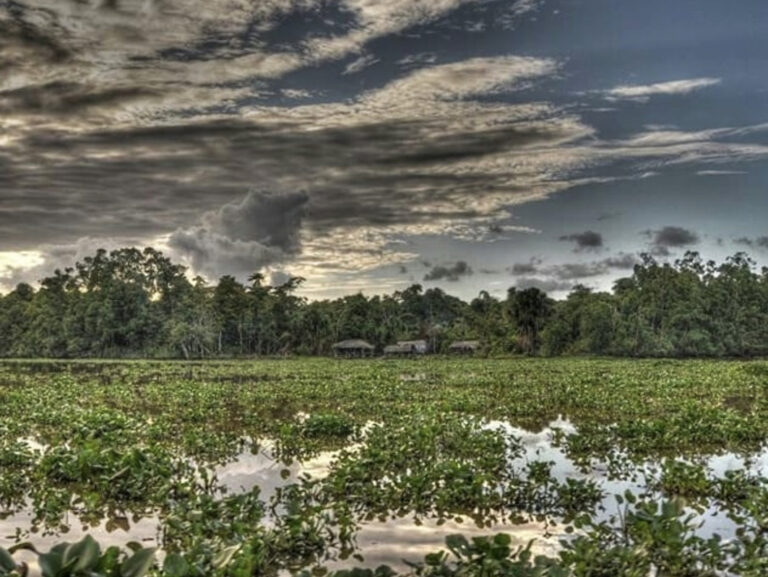 Hütten am mit Wasserpflanzen übersähten Orinocco Fluss