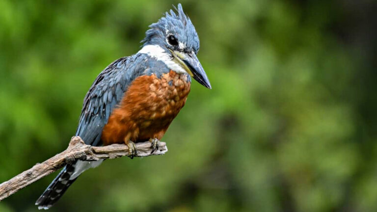 Rotbrustfischer sitzt auf einem Zweig