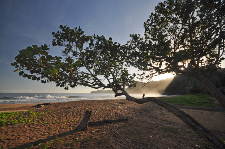 Baum am Strand von Rio Caribe