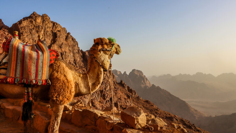 Kamel blickt auf Landschaft in Ägypten