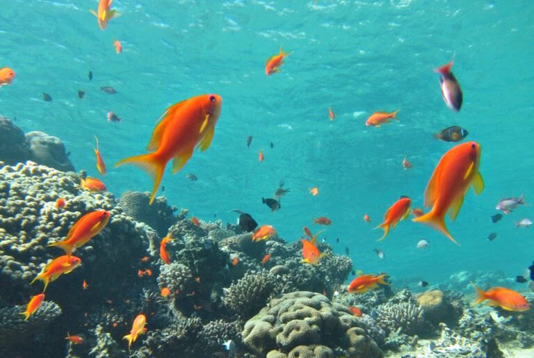 Im Roten Meer ist unter der Oberfläche so einiges los