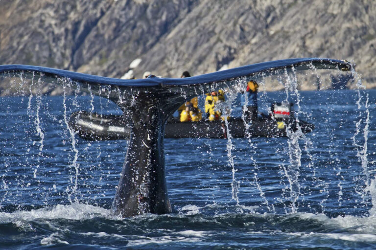 Riesige Walflosse, im Hintergrund Zodiac