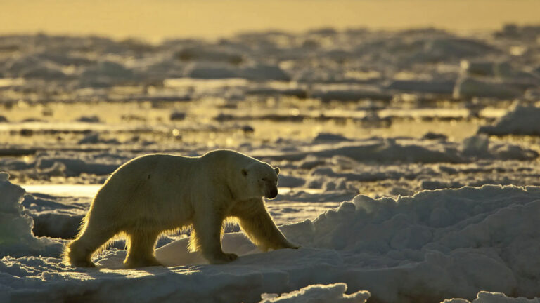 Eisbär bei Sonnenuntergang