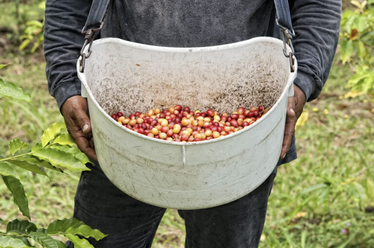 Mann hält Umhängetasche mit frisch geernteten Kaffeebohnen