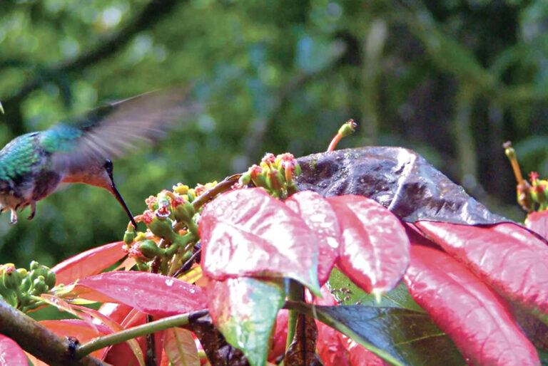 Kolibri an bunter Pflanze