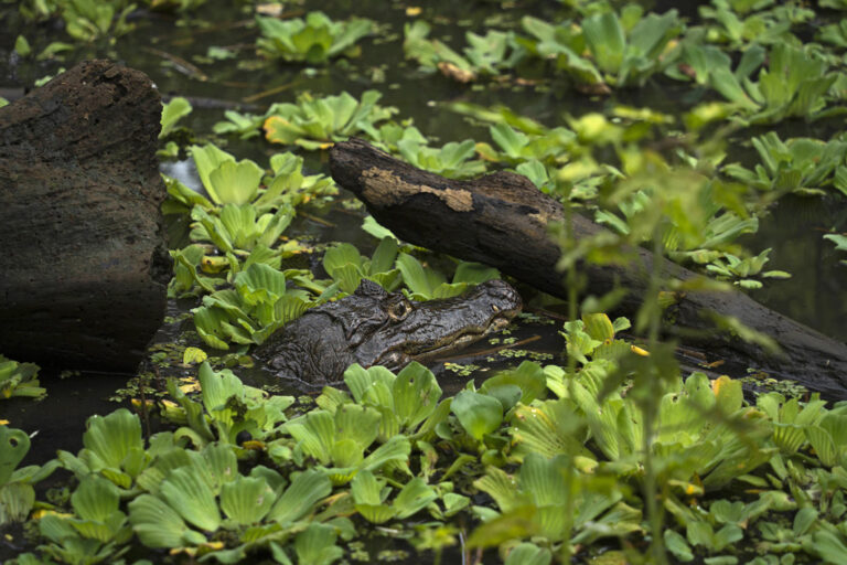 Ein Kaiman schaut aus dem Wasser