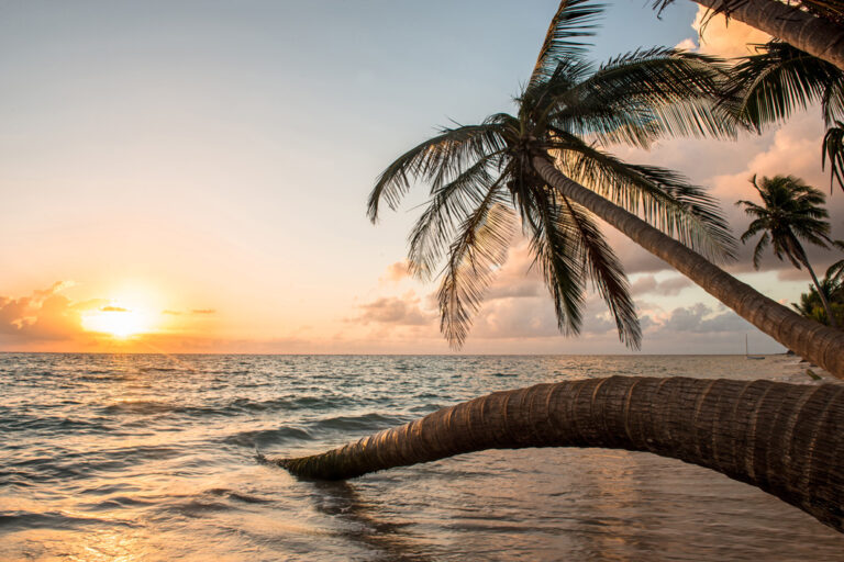 Palme im Meer bei Sonnenuntergang