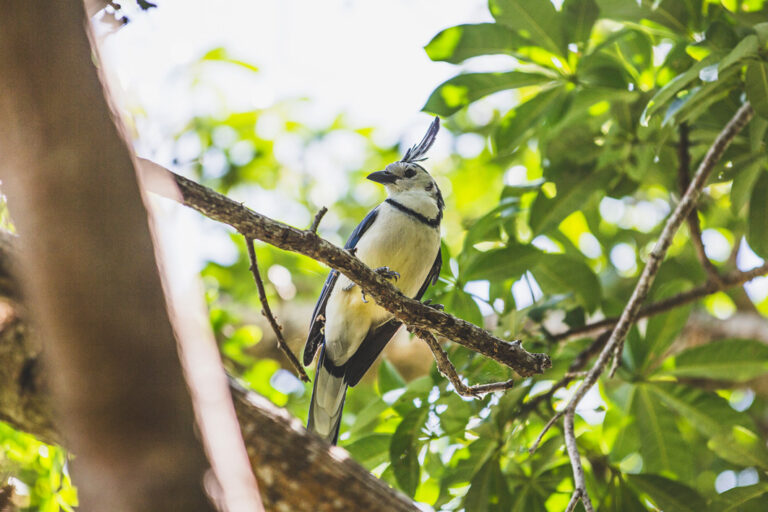Ein Weißkehl-Elsternhäher