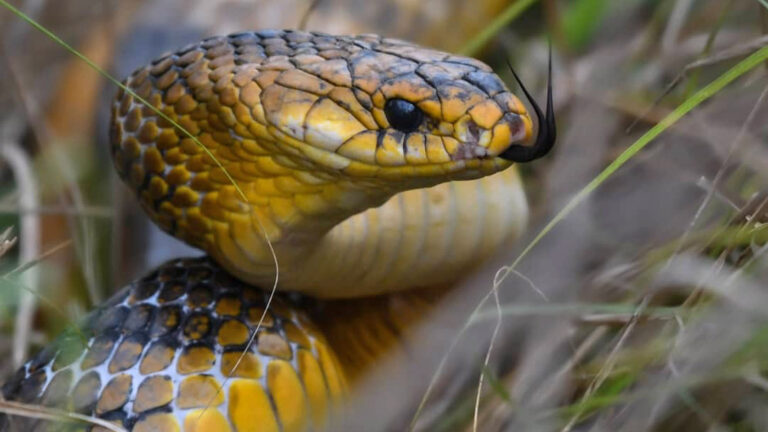 Schlange in den Llanos, Venezuela