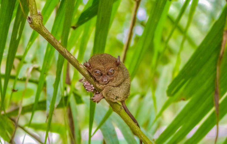 Putziger Tarsier